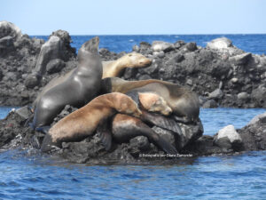 Rescate de Lobos Marinos en México Fotografía por Diana Zamarrón